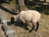s_pict0027_thumb.png
